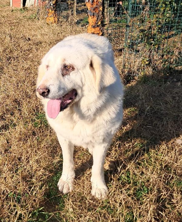 Vit@, cagnolona dolcissima in cerca di una bella famiglia Foto 5